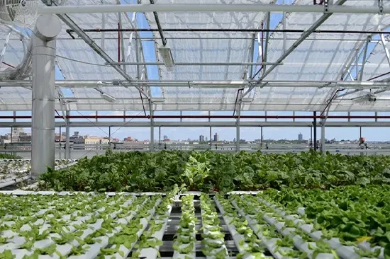 Agriculture 