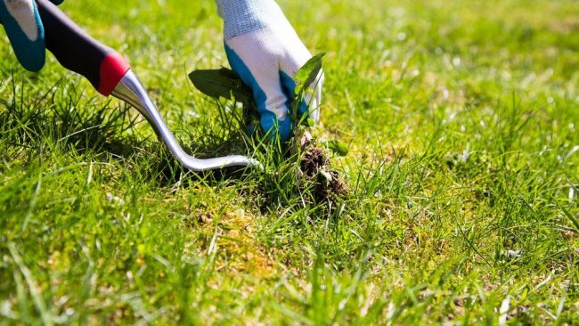Weed Control Solutions